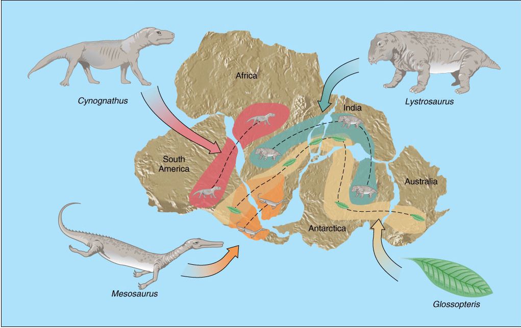 Shapes Of Continents